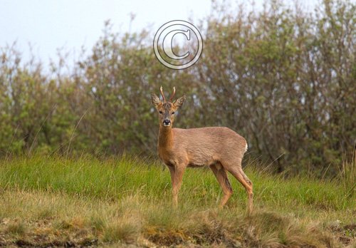 Roe Deer Buck DM1131